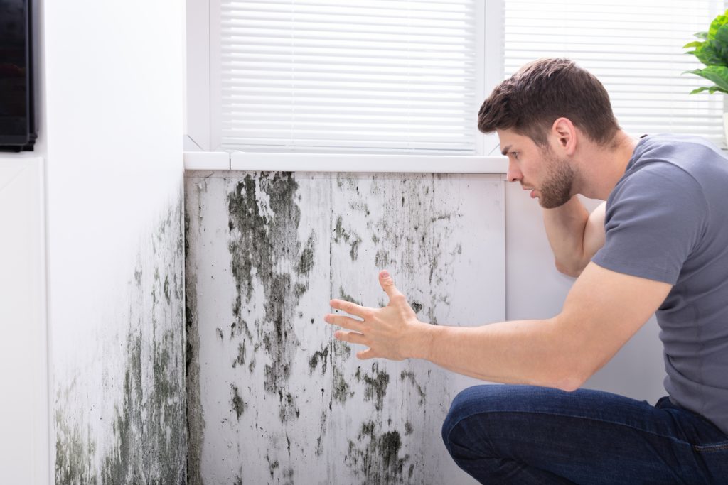 Man Looking At Mold On Wall