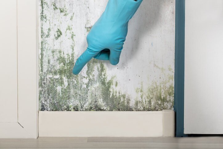 Mold Growth and Dangers